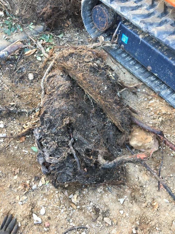 root removal services